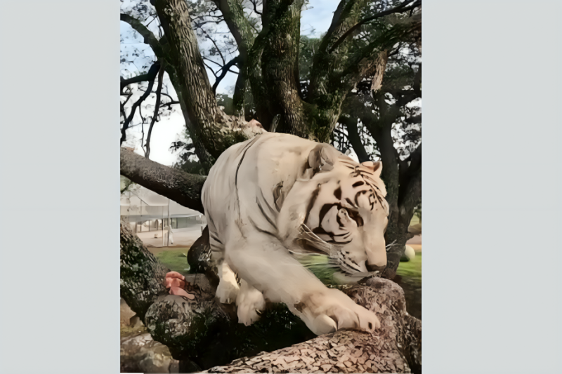 NBA YoungBoy’s Tiger Controversy Reignites Debate Over Exotic Pets in Hip-Hop