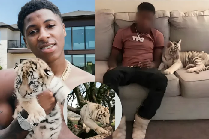 NBA YoungBoy white tiger abuse