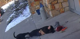 Sylvania Dog Attack Near Whiteford Elementary: Mother Severely Injured, Owner Accountability Debated Sylvania dog attack Whiteford Elementary