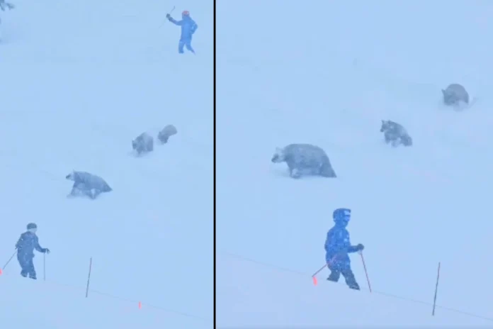 Three bears ski Northstar