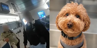 Woman Arrested for Abandoning Dog at Airport After Airline Refusal woman abandons dog airport