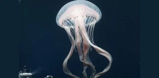 Giant Ghost Jellyfish Filmed Off Argentina Coast: Rare Sighting giant ghost jellyfish