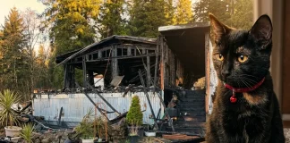 Hero Kitten Sacrifices Itself to Save Sleeping Owner from House Fire hero kitten saves owner from fire