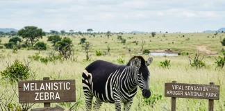 Rare Leucistic Zebra Without Stripes Stuns in Kruger National Park A zebra has gone viral