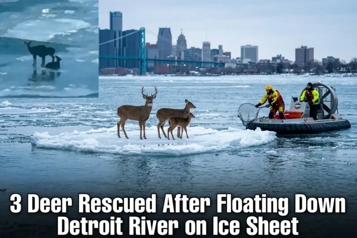 deer floating Detroit River ice