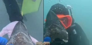 Incredible Find: Teen Discovers 6-Inch Megalodon Tooth in Florida Keys! megalodon tooth Florida Keys