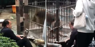 Lion Attacks 10-Year-Old Girl in China After She Holds Meat in Her Hand Lion attacks 10-year-old girl in China