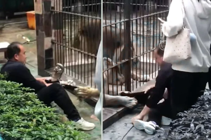 Lion attacks 10-year-old girl in China