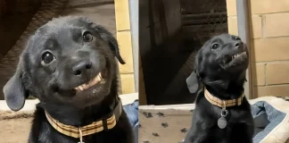Louisiana Shelter Dog Teaches Himself to Smile for Adoption Louisiana shelter dog learns to smile