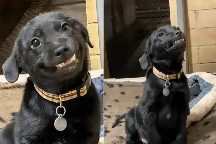Louisiana shelter dog learns to smile