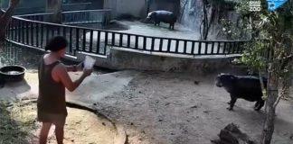 Man Arrested After Climbing Into Viral Pygmy Hippo Enclosure in Thailand man arrested pygmy hippo enclosure