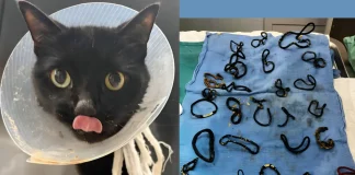 Miracle Rescue: Florida Shelter Saves Cat Scheduled for Euthanasia cat rescued from euthanasia