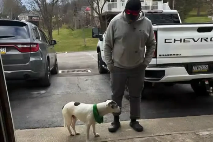 dog missing 11 years returns Philadelphia