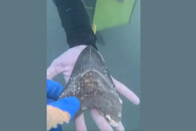 6-Inch Megalodon Tooth: Wyoming Teen’s Epic Underwater Discovery