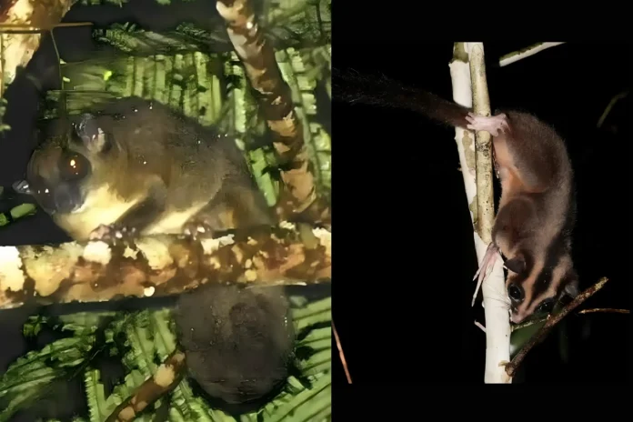 Tiny Extinct Animals Rediscovered After 6,000 Years in Remote Forest