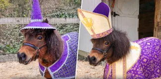 Trinket the Miniature Horse: Viral Etsy Model Sensation! Trinket miniature horse Etsy