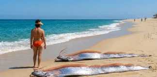 Rare ‘Doomsday’ Fish Wash Ashore in Mexico, Sparking Viral Frenzy rare doomsday fish Mexico