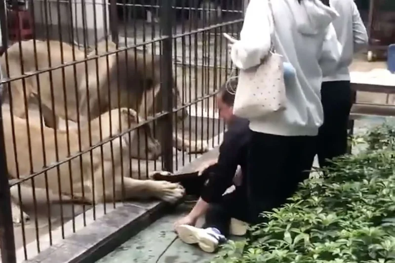 Child Injured After Lioness Reaches Through Cage at Chinese Zoo Feeding Experience