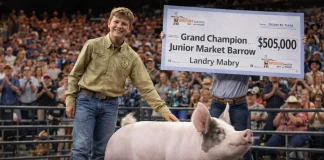 World Record Pig Sold for $505,000 in Texas world record pig sale Texas