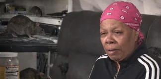 Bronx Rat Infestation: Cancer Survivor’s Apartment Overrun Bronx apartment rat infestation