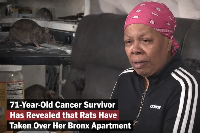 Bronx apartment rat infestation