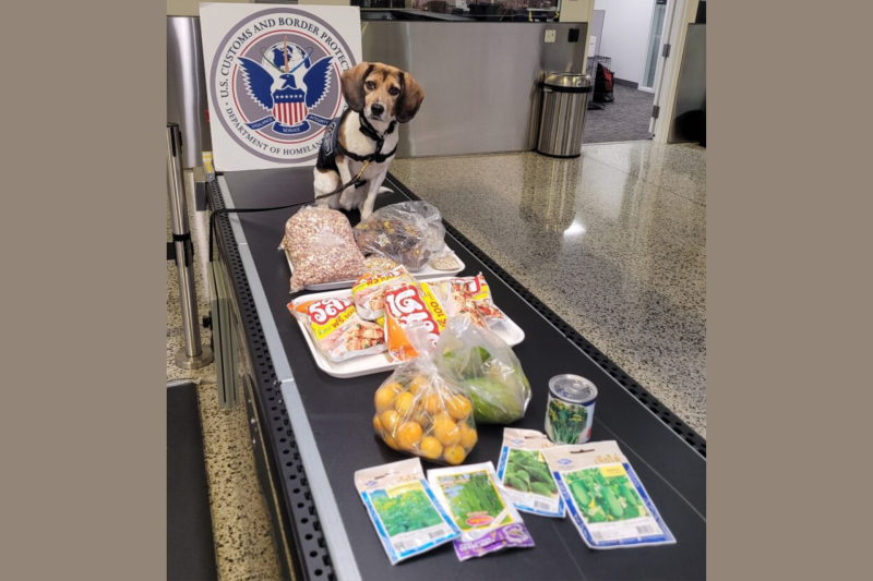 CBP Beagle Merla Busts Traveler Smuggling 100+ Thai Pork Sandwiches
