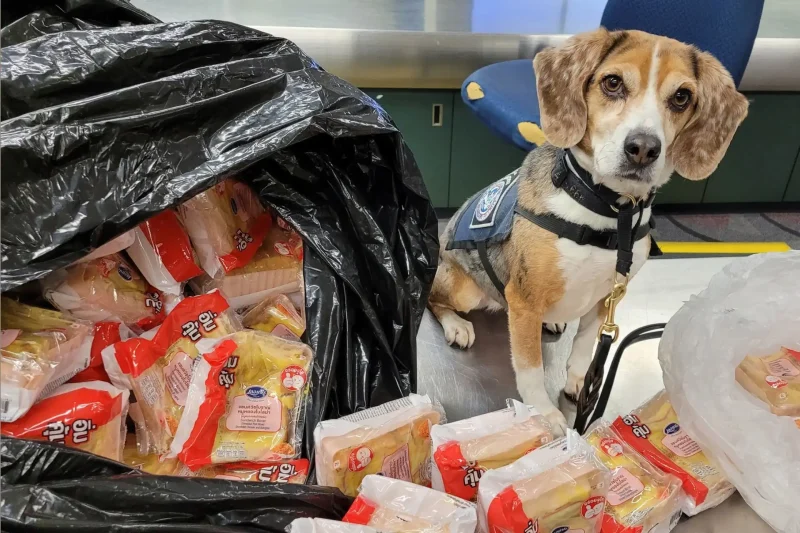 Over 100 Thai Sandwiches Confiscated After Beagle Alert at D.C.-Area Airport