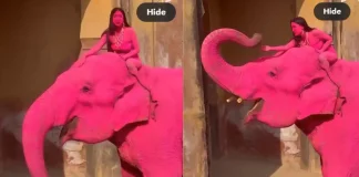 Elephant Dies After Being Painted Pink for Russian Woman’s Photoshoot in India elephant dies India photoshoot