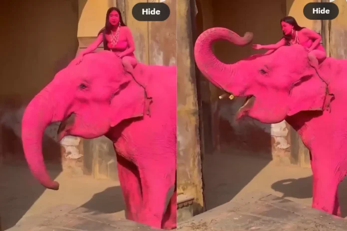 elephant dies India photoshoot
