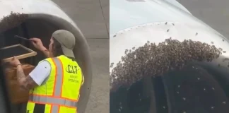 Flight Delayed After Thousands of Bees Swarm Airplane Engine bees swarm plane engine