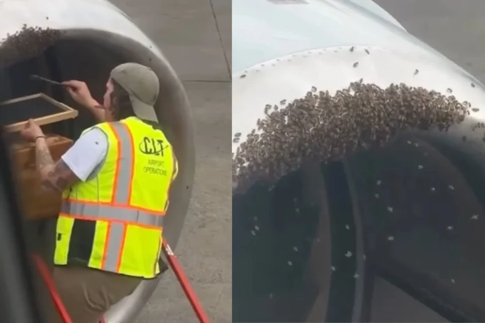 bees swarm plane engine