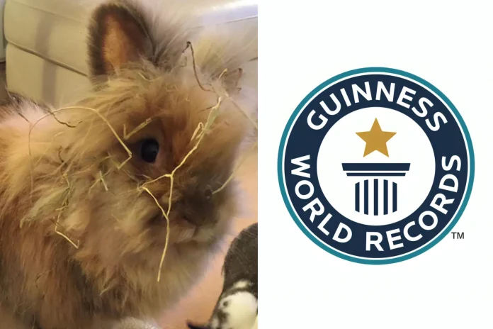 Herbie oldest rabbit Guinness World Record