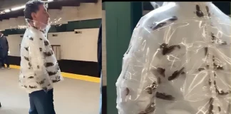 Bizarre Sighting: Man Spotted in NYC Subway Wearing Jacket Filled With Live Cockroaches Bizarre Sighting: Man Spotted in NYC Subway Wearing Jacket Filled With Live Cockroaches