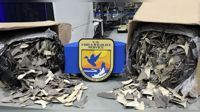 $1 Million Shark Fin Haul Seized at U.S. Ports in Operation Thunder