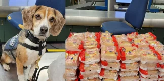 US Airport Sniffer Dog Intercepts Over 100 Smuggled 7-Eleven Sandwiches from Thailand Beagle Merla Busts 100 Thai Sandwiches at Airport