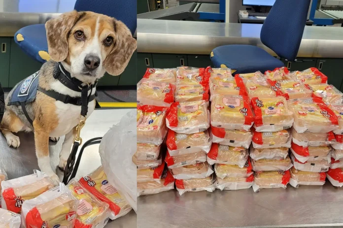 Beagle Merla Busts 100 Thai Sandwiches at Airport