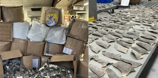 US Seizes $1M in Shark Fins Disguised as Car Parts Bound for Hong Kong shark fin smuggling bust