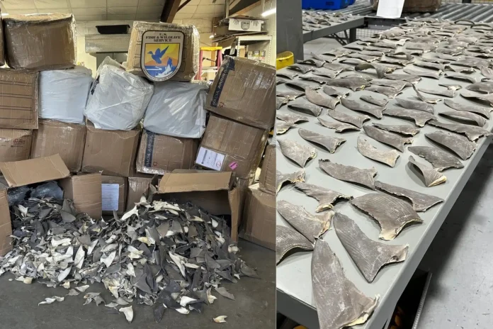 shark fin smuggling bust