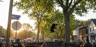 Watch: Tranquilized Bear ‘Parachutes’ From Tree in Shocking USA Rescue bear tranquilized parachuted tree USA