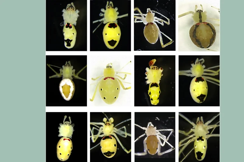 Scientists Discover Grinning Spider in the Indian Himalayas