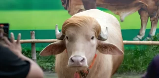 Albino Buffalo Nicknamed ‘Donald Trump’ Saved From Sacrifice in Bangladesh albino buffalo Bangladesh