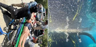 Riviera Maya Crocodile Attack: “Friendly” Reptile Bites Visitor After Provocation crocodile attack Mexico