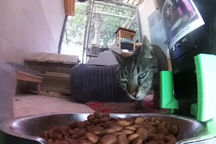 Remote Cat Feeder Website