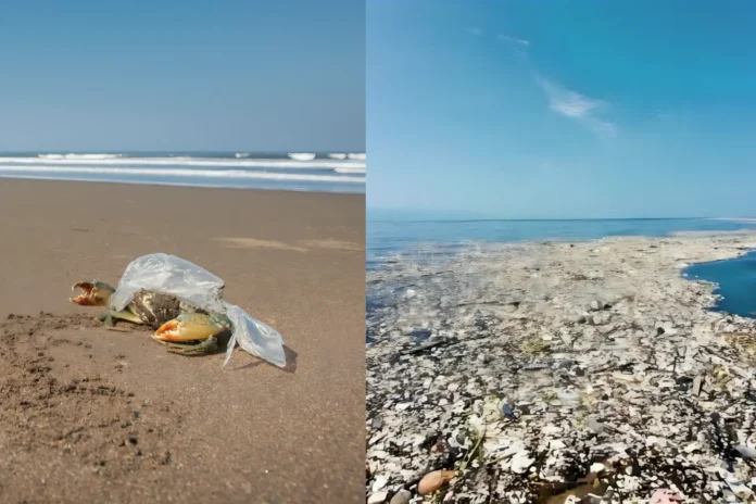 Great Pacific Garbage Patch Marine Life