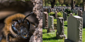 Massive 5.5M Bee Colony Found Beneath Ithaca Cemetery