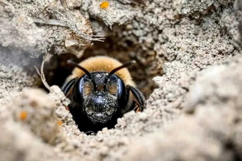 Scientists Stunned by 5.5 Million Bee City Hidden Under Cemetery Grounds