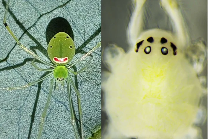 new spider species Indian Himalayas