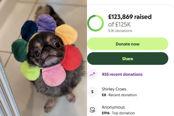 pug seizure fundraiser