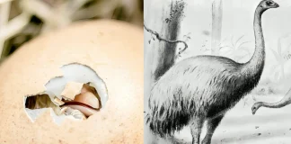 Scientists Hatch Chicks from 3D-Printed Eggs in Bid to Revive Extinct Moa 3D-Printed Eggs Hatching