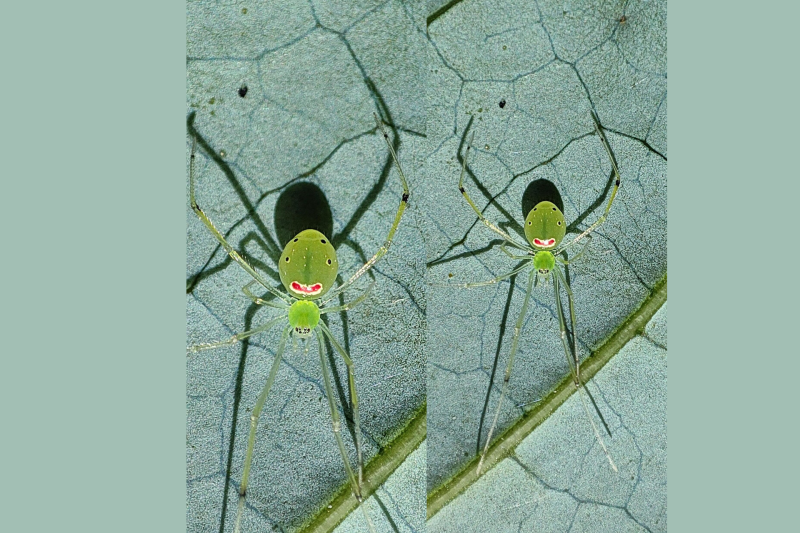 New Himalayan Happy-Face Spider Unveiled: Nature’s Cheeriest Arachnid
